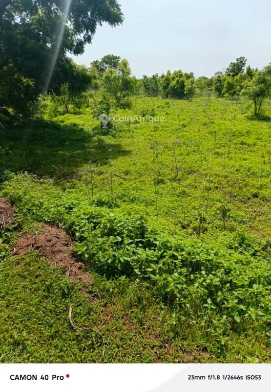 Terrain agricole de vingt hectares avec terres fertiles et accès carrossable