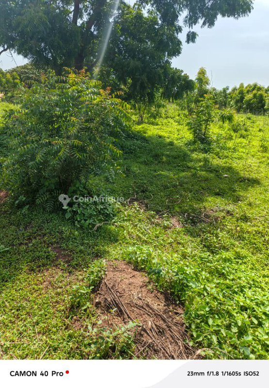 Terrain agricole de vingt hectares avec terres fertiles et accès carrossable