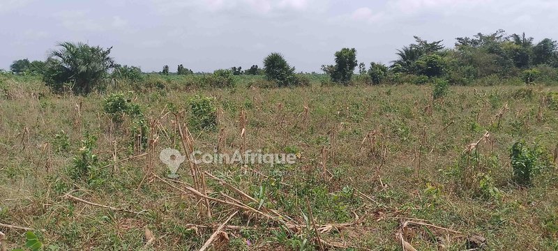 Terrain de 1 hectare avec titre foncier global et accès facile toute l'année