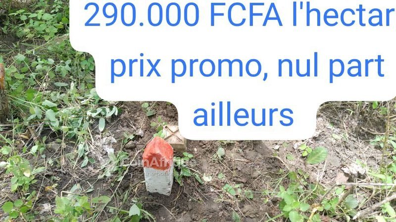 Terrain vierge de 10 000 m² avec documents légaux et accès facile