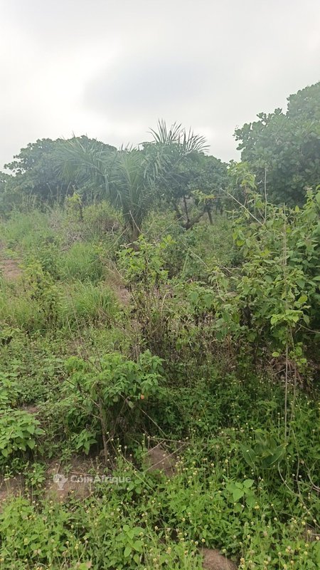 Terrain agricole exceptionnel de 1000 hectares - Fertilité et accessibilité toute l'année