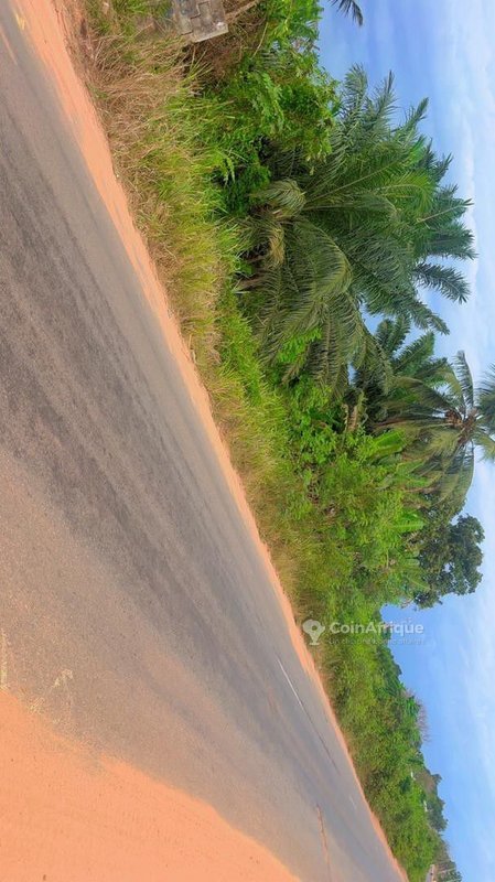 Terrain spacieux de 3 hectares avec accès facile et documents administratifs complets