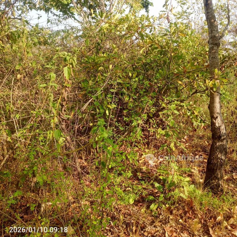 Terrain agricole de 10 hectares avec accès facile par grande voie et sol fertile
