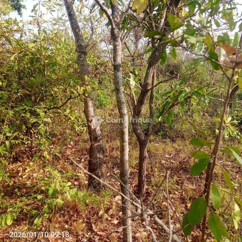 Terrain agricole de 10 hectares avec accès facile par grande voie et sol fertile