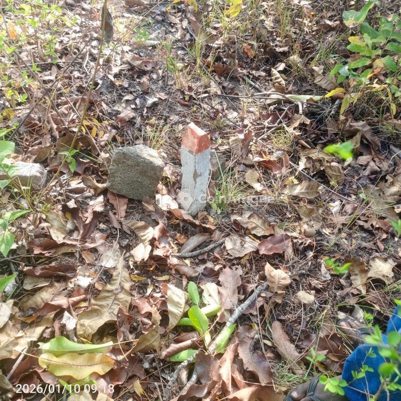 Terrain agricole de 10 hectares avec accès facile par grande voie et sol fertile