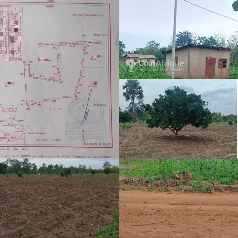 Terrain agricole fertile avec bâtiment de deux pièces et production d'orangers