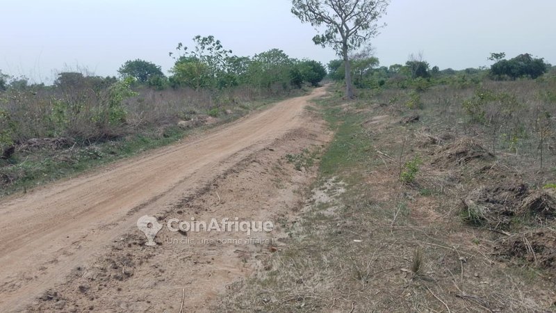 Terrain agricole spacieux de 10 000 m² avec sol très fertile