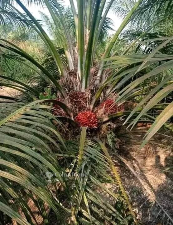 Terrain agricole de 73 hectares avec titre foncier et accès facile par grande voie