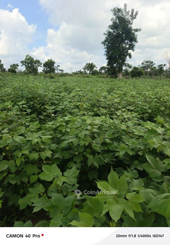 Terrain agricole fertile de 90 hectares avec accès privilégié au fleuve Couffo