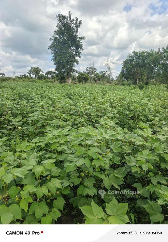 Terrain agricole fertile de 90 hectares avec accès privilégié au fleuve Couffo