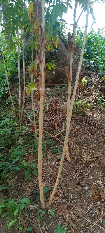 Terrain constructible de 250 m² sécurisé et bien situé en zone animée