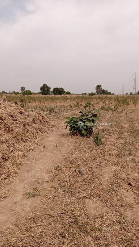 Terrain cultivable de 1 hectare avec sol fertile et potentiel agricole exceptionnel