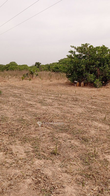 Terrain cultivable de 1 hectare avec sol fertile et potentiel agricole exceptionnel