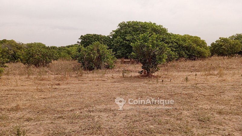 Terrain cultivable de 1 hectare avec sol fertile et potentiel agricole exceptionnel