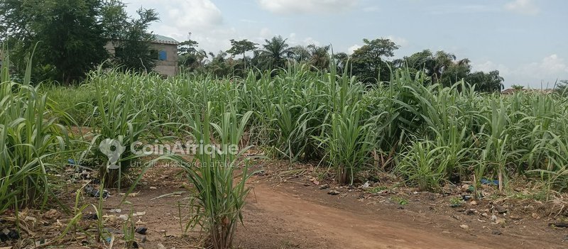Terrain constructible de 378 m² avec attestation de recasement et accès à l'électricité