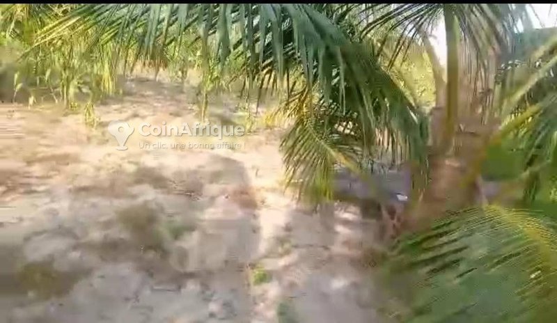 Terrain exceptionnel de 3 hectares avec cocoteraie et potentiel de division