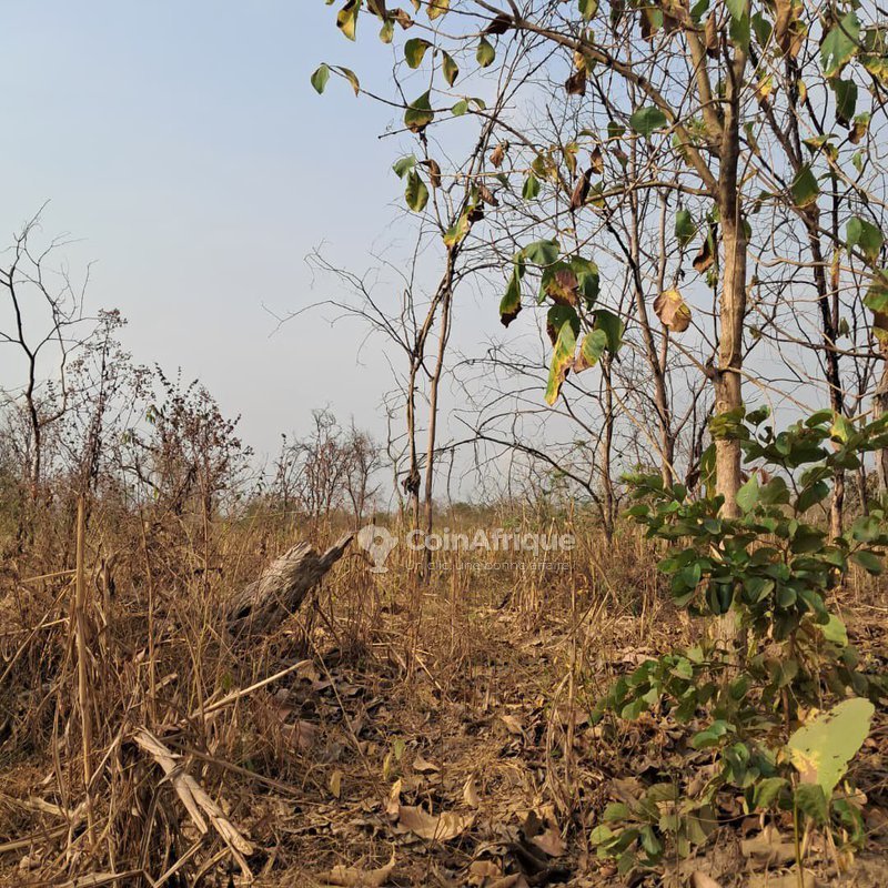 Terrain exceptionnel de 300 hectares avec adduction d'eau et accès routier goudronné