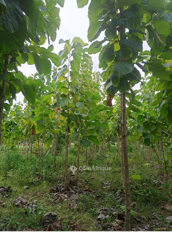 Terrain spacieux de 10 hectares avec documents légaux complets et potentiel agricole exceptionnel