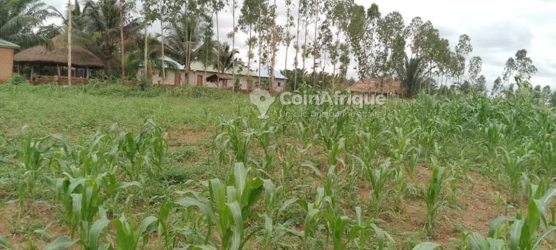 Terrain viabilisé de 350 m² avec titre foncier en zone électrifiée