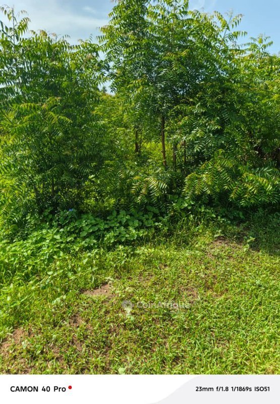Terrain exceptionnel de plusieurs hectares avec accès facile et proximité immédiate de la route goudronnée