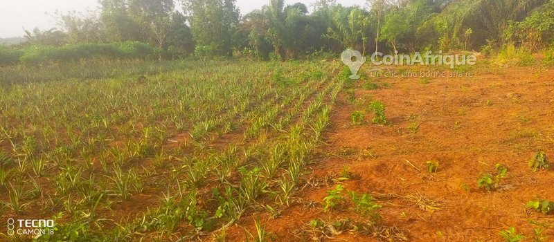 Terrain agricole fertile de 500 m² avec électrification et documents légaux complets