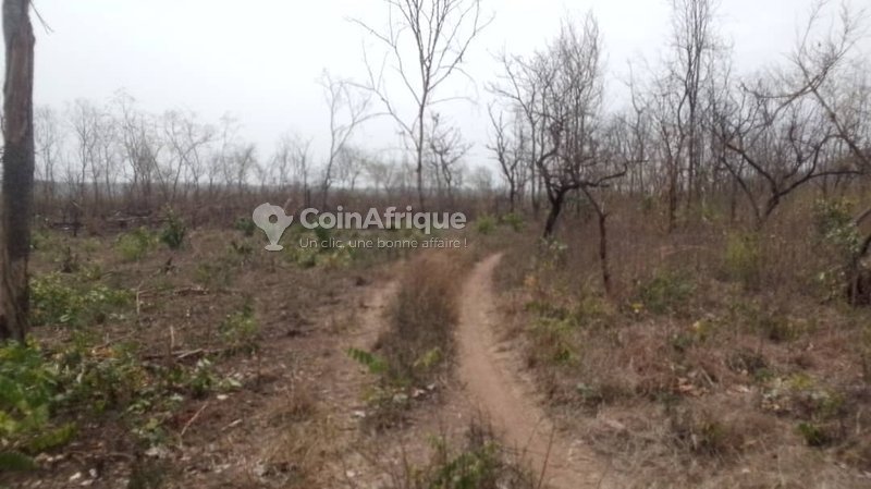 Terrain spacieux de 10 000 m² avec accès facile et environnement sécurisé