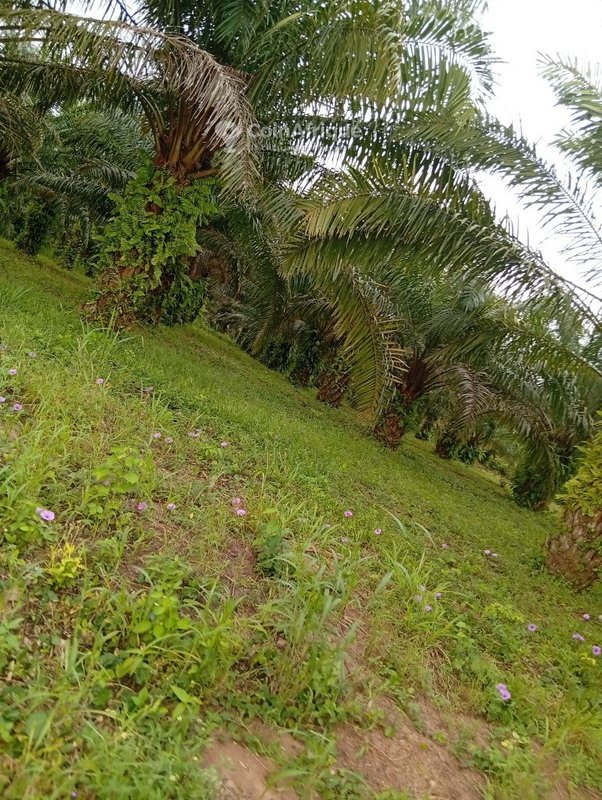 Terrain agricole de 10 hectares avec palmiers à huile productifs et réserve d'eau