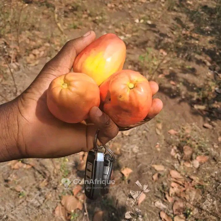 Terrain agricole spacieux idéal pour la création d'une ferme
