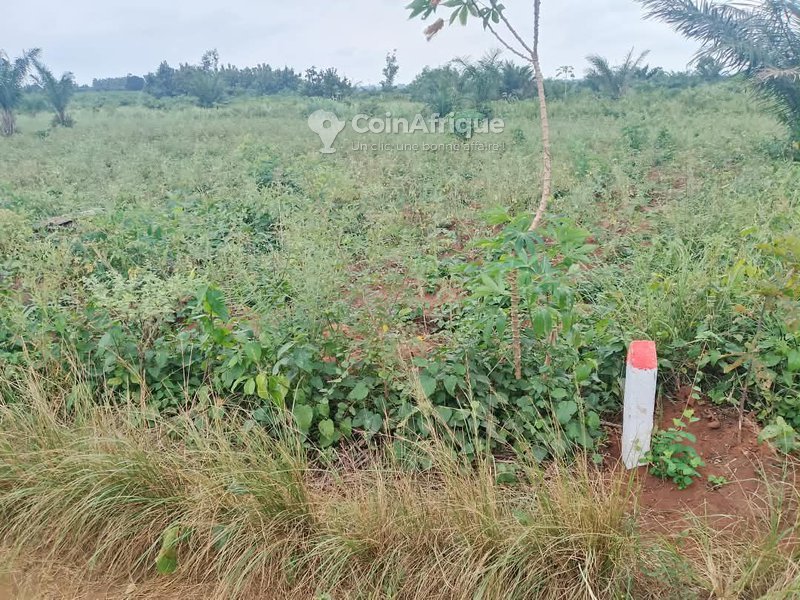 Terrain spacieux de 500 m² avec documents légaux complets