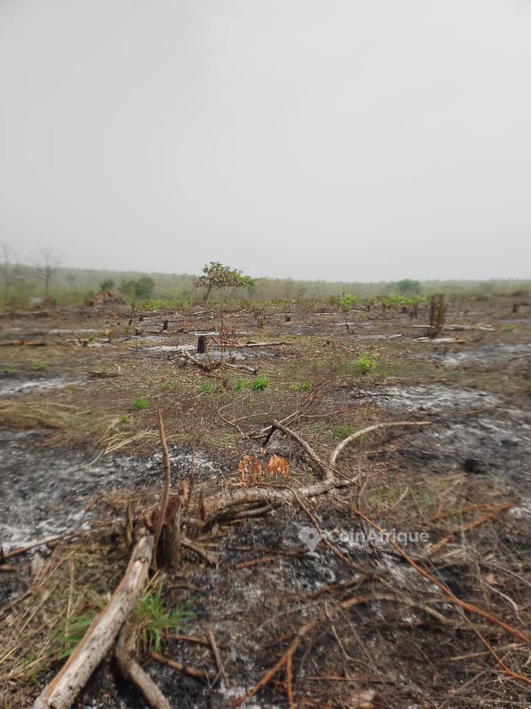 Terrain exceptionnel de 100 hectares avec documents légaux et accès facile