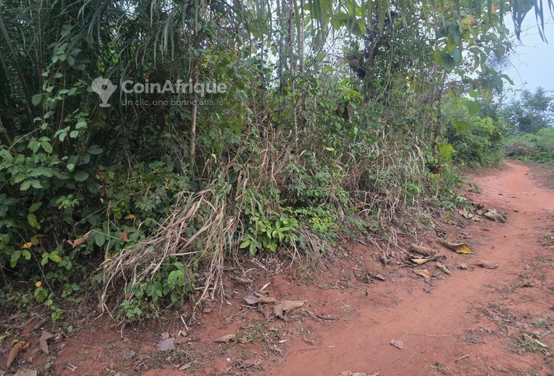 Terrain exceptionnel de plus de 3 hectares avec teckeraie et titre foncier personnel