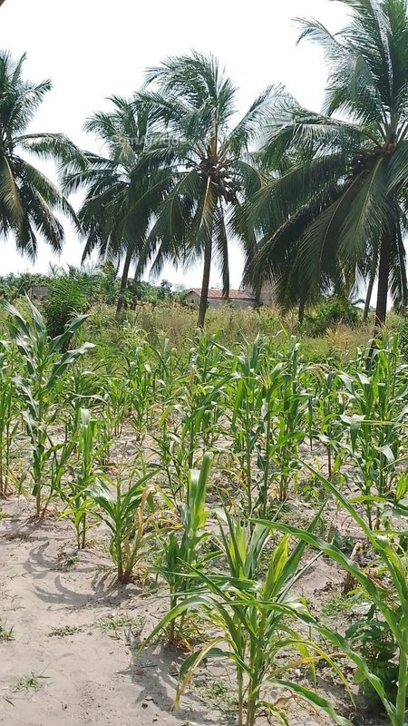 Terrain exceptionnel de près de 3 hectares en cocoteraie avec emplacement privilégié