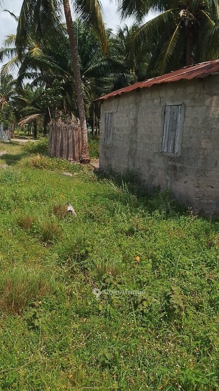 Terrain exceptionnel de près de 3 hectares en cocoteraie avec emplacement privilégié