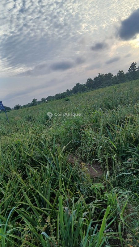 Terrain de 5 hectares avec titre foncier sécurisé et dossier complet