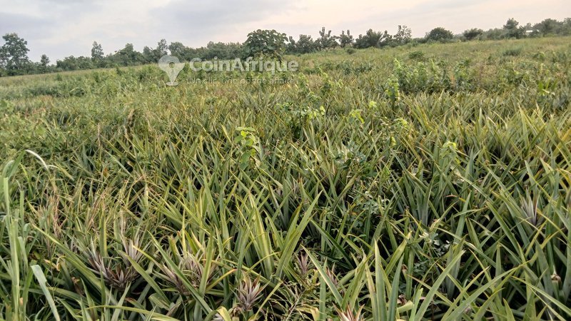 Terrain de 5 hectares avec titre foncier sécurisé et dossier complet