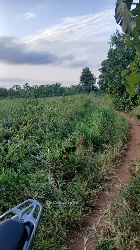 Terrain de 5 hectares avec titre foncier sécurisé et dossier complet