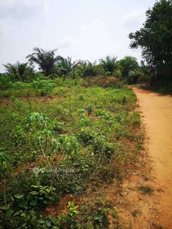 Terrain exceptionnel composé de 20 parcelles viabilisées à vendre