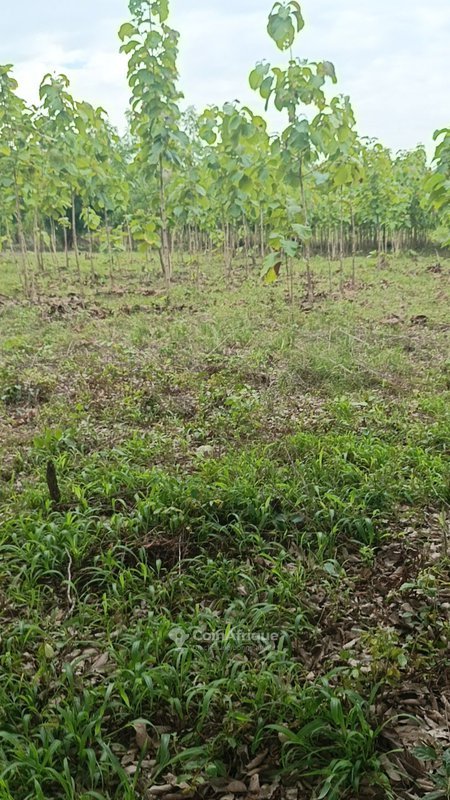 Terrain agricole de 200 hectares avec accès toute saison et bordure de route