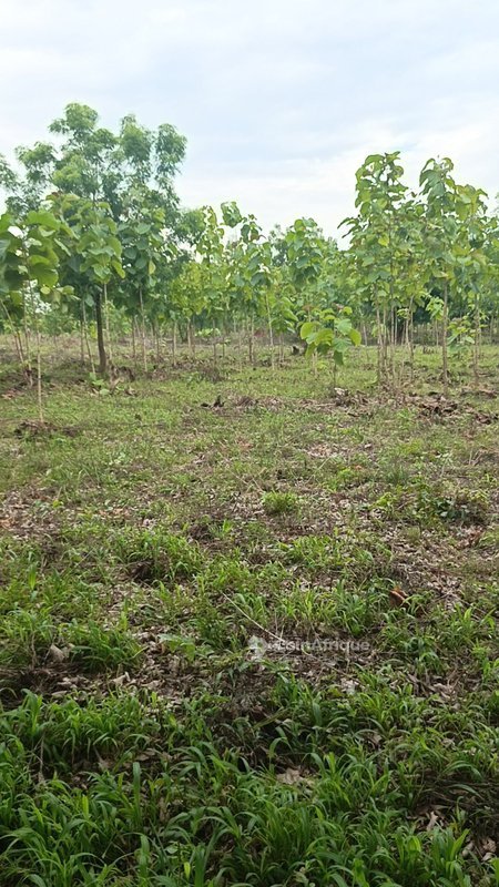 Terrain agricole de 200 hectares avec accès toute saison et bordure de route