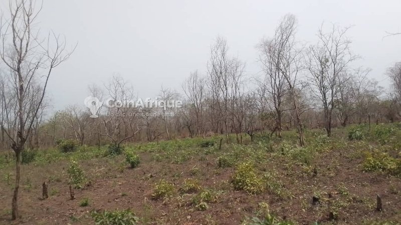 Terrain agricole de 10 000 m² - Terre fertile et vierge en pleine nature